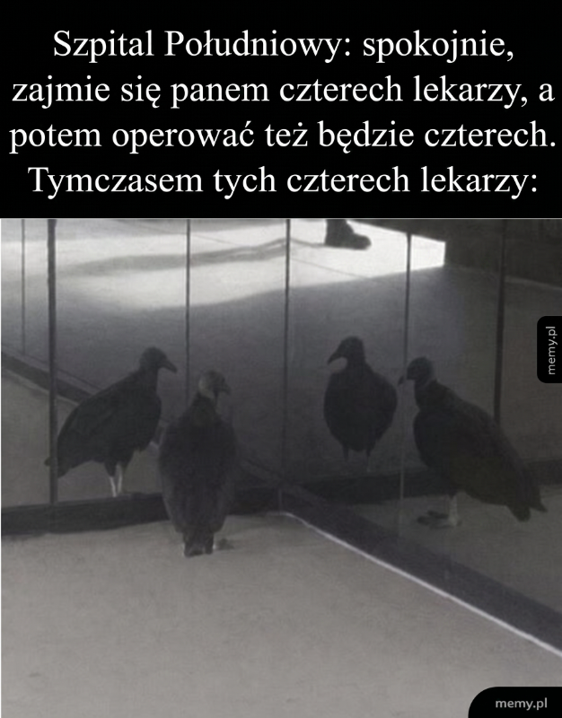 Cztery wrony stojące przed lustrem, odbijające swoje sylwetki.