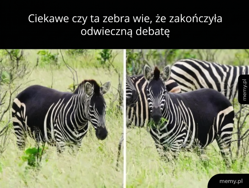 Dwie zebry na tle trawy, jedna z nich ma nietypowy wzór.