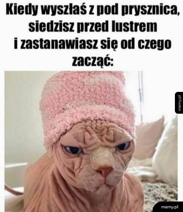 Kotek rasy sphynx w różowym ręczniku na głowie, z poważnym wyrazem twarzy.