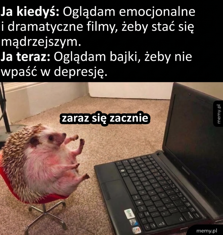 Jeż siedzi przed laptopem, przygotowując się do oglądania bajek.