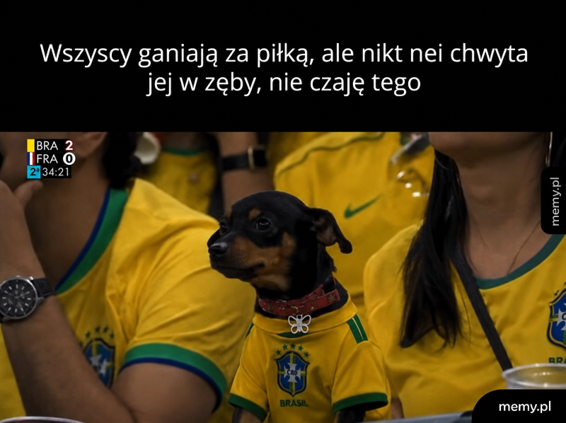 Pies w koszulce Brazylii siedzi na trybunach podczas meczu.