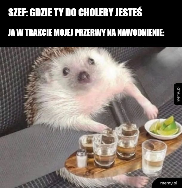 Przerwa na nawodnienie wymknęła się spod kontroli 🍻🦔