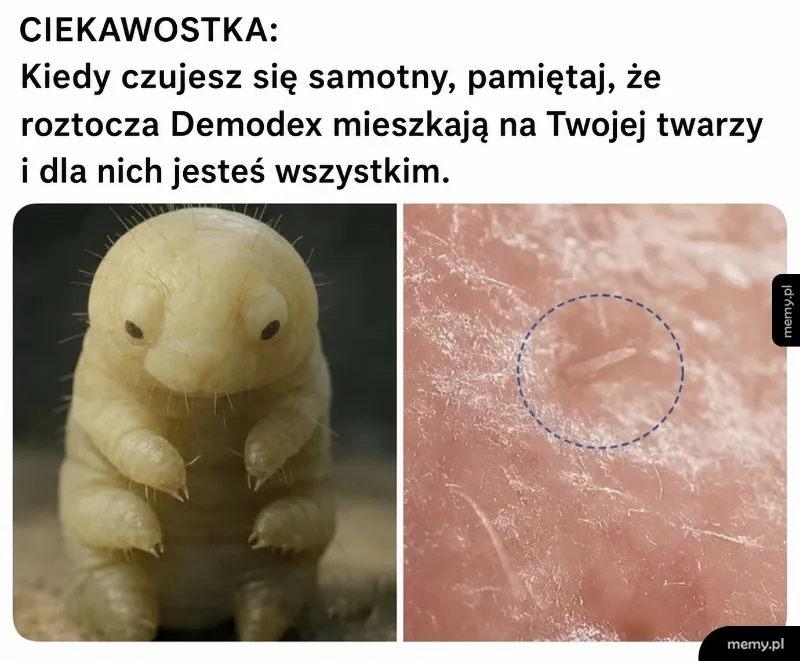 Zbliżenie na mikroskopijnego pasożyta na skórze.