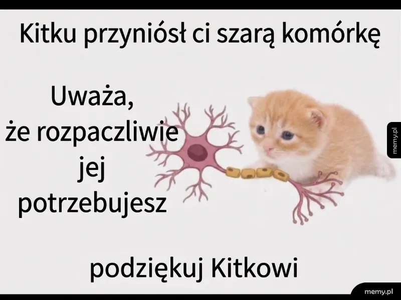Kitku wie, czego potrzebujesz