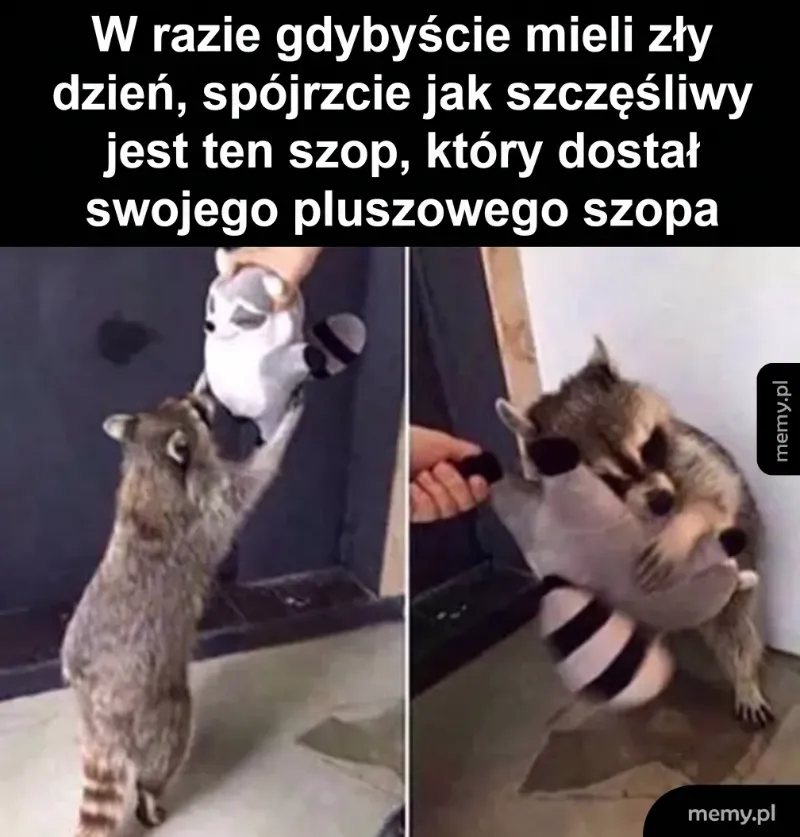 Szop trzymający pluszowego szopa, zadowolony i szczęśliwy.