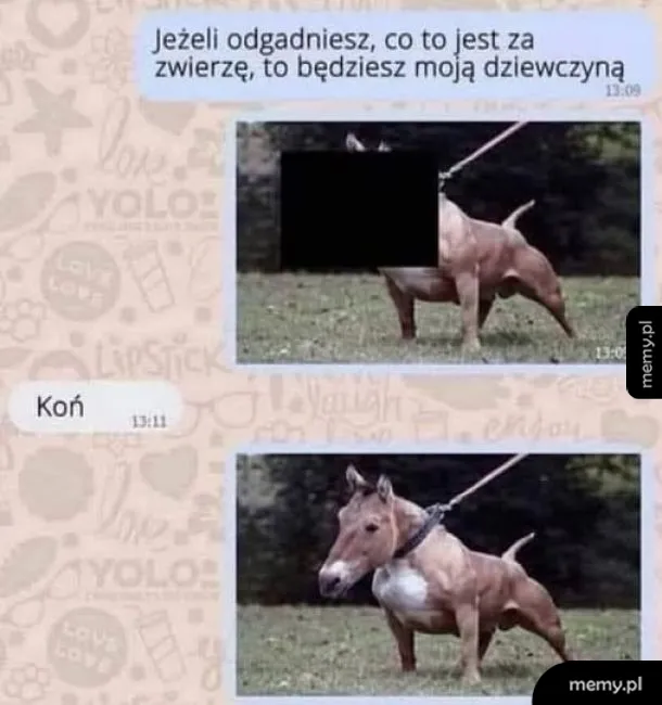 Koniec zaskakującego zwierzęcia na smyczy.