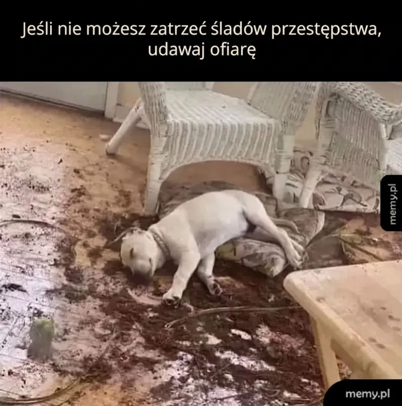 Zabrudzona podłoga z leżącym psem na tle zniszczonego wnętrza.