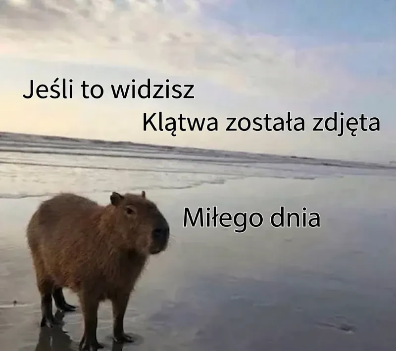 Kapibara zdejmuje klątwę