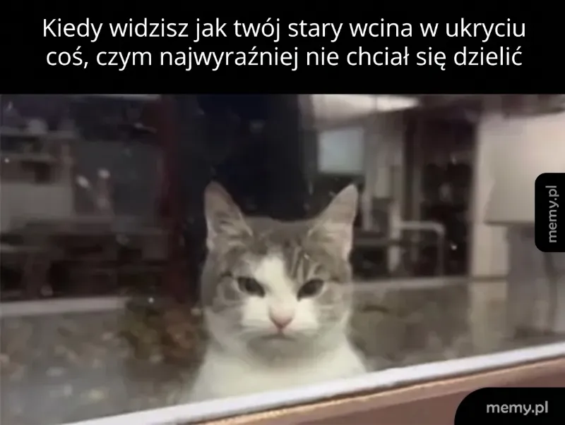 Kot patrzy przez okno, wyglądając na zaskoczonego.