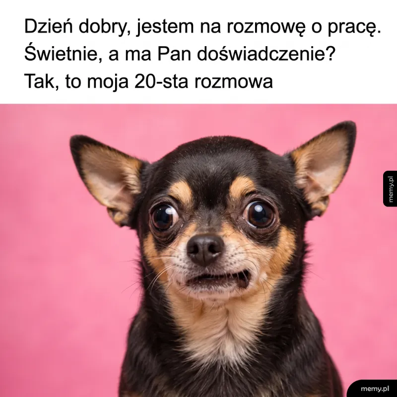 Chihuahua z wyrazem twarzy, jakby był zaskoczony lub zdezorientowany.