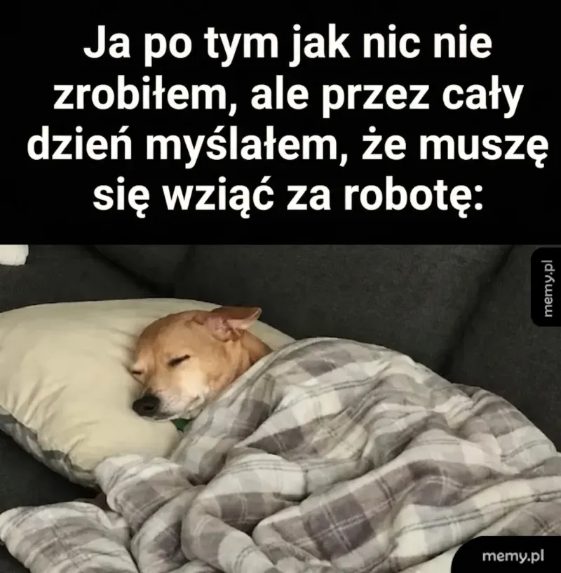 Pies śpiący na poduszce, przykryty kocem.
