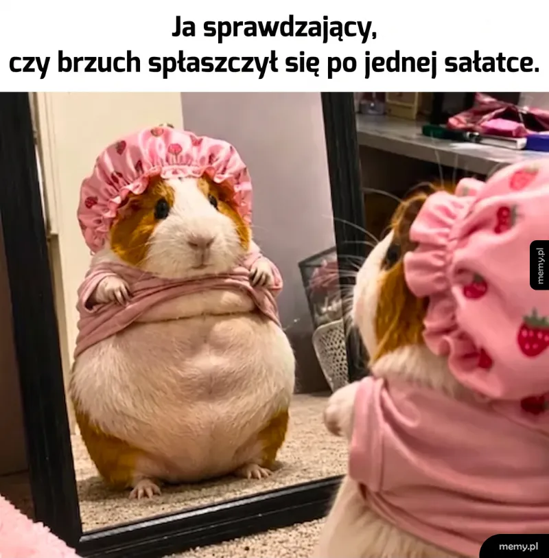 Świnka morska w różowej czapce i koszulce patrzy w lustro.