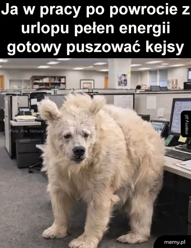 Pies w biurze, wyglądający jak niedźwiedź, stoi między biurkami.