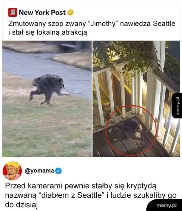 Szop w Seattle, na tle ogrodu i tarasu.