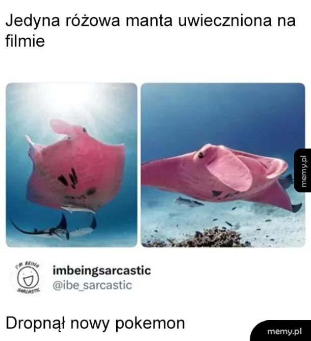 Różowa manta pływająca w wodzie obok ryb.
