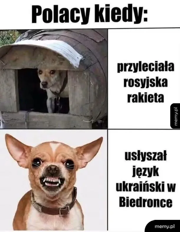 Dwa psy w różnych sytuacjach: jedno w budzie, drugie z przerażonym wyrazem twarzy.