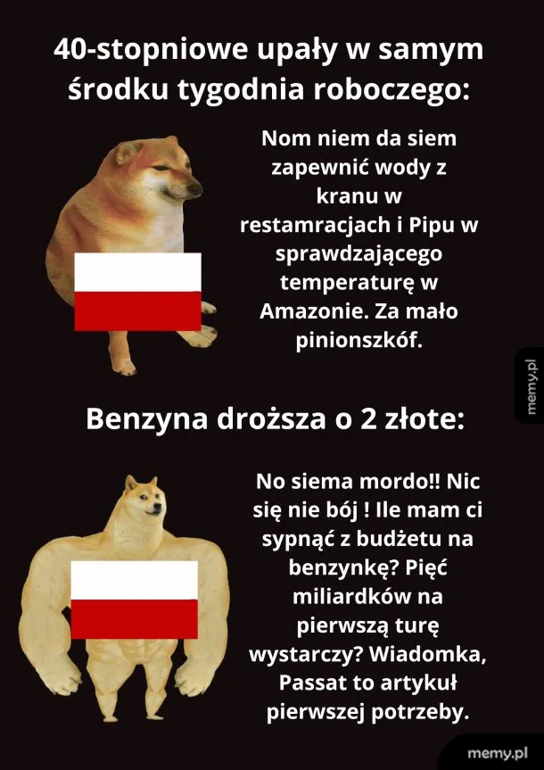 Dwa psy w różnych pozach, jeden wygląda na zmartwionego, drugi na pewnego siebie.