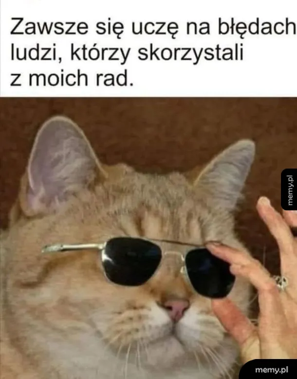 Kot w okularach przeciwsłonecznych z ręką trzymającą okulary.