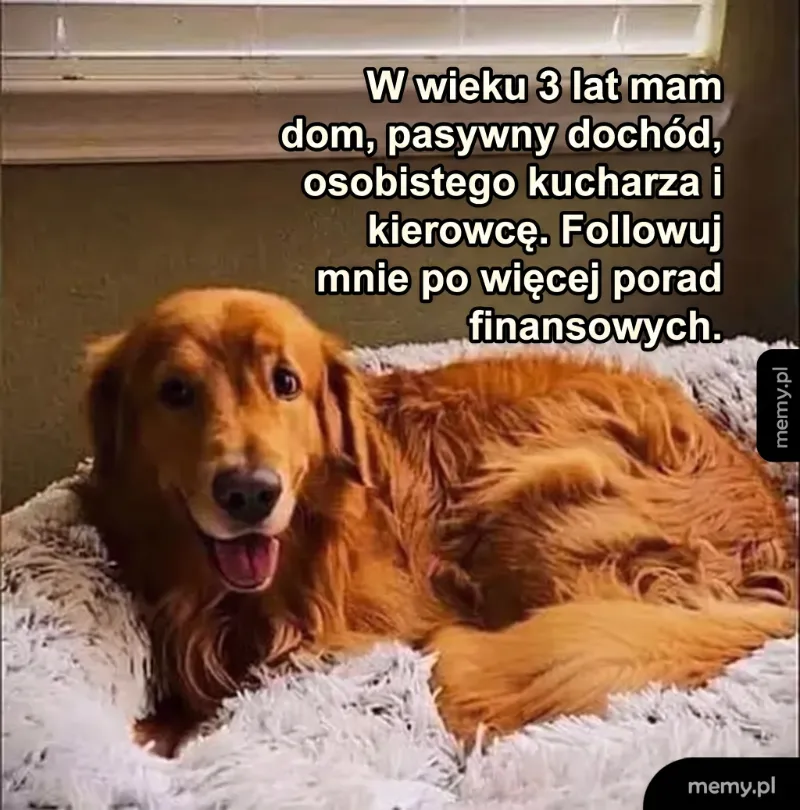 Złoty retriever leży na poduszce, uśmiechając się.
