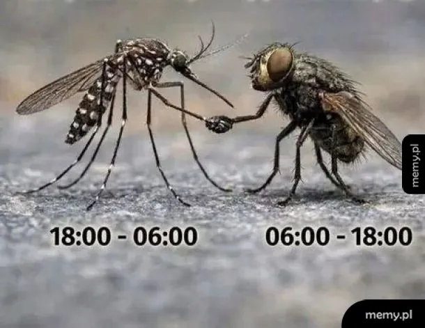 Dwie owady, komar i mucha, podają sobie ręce.