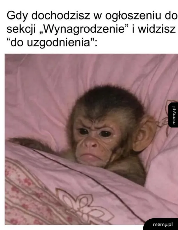 Małpa leży w łóżku z niezadowoloną miną.