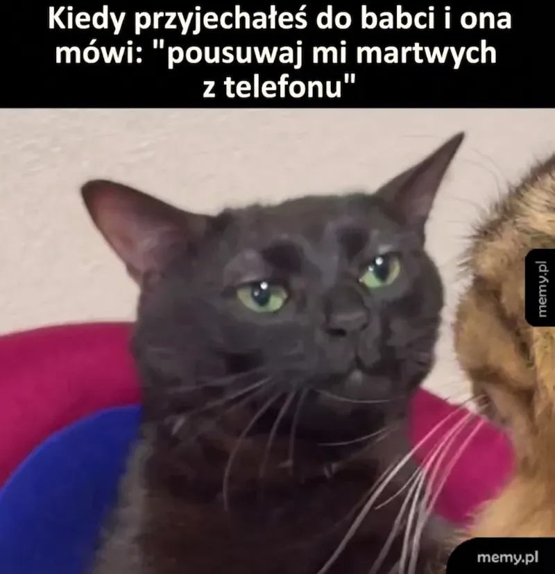 Czarny kot z wyrazem niezadowolenia na tle kolorowego krzesła.