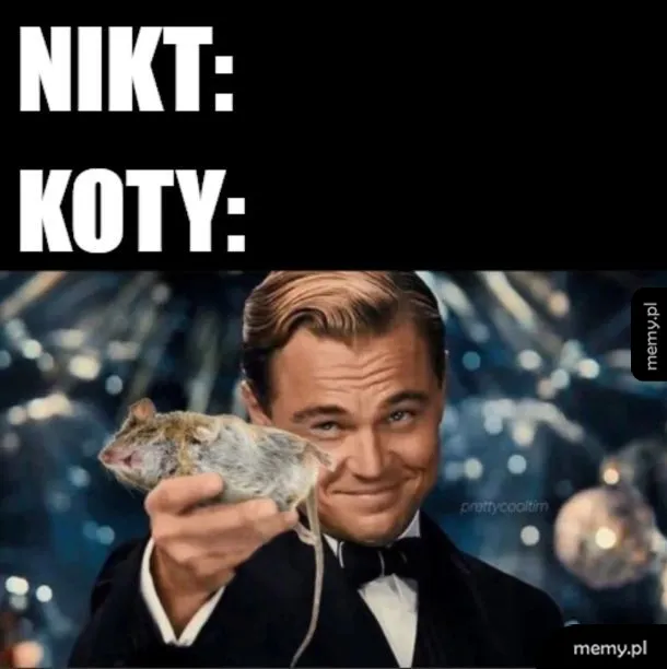 Kot