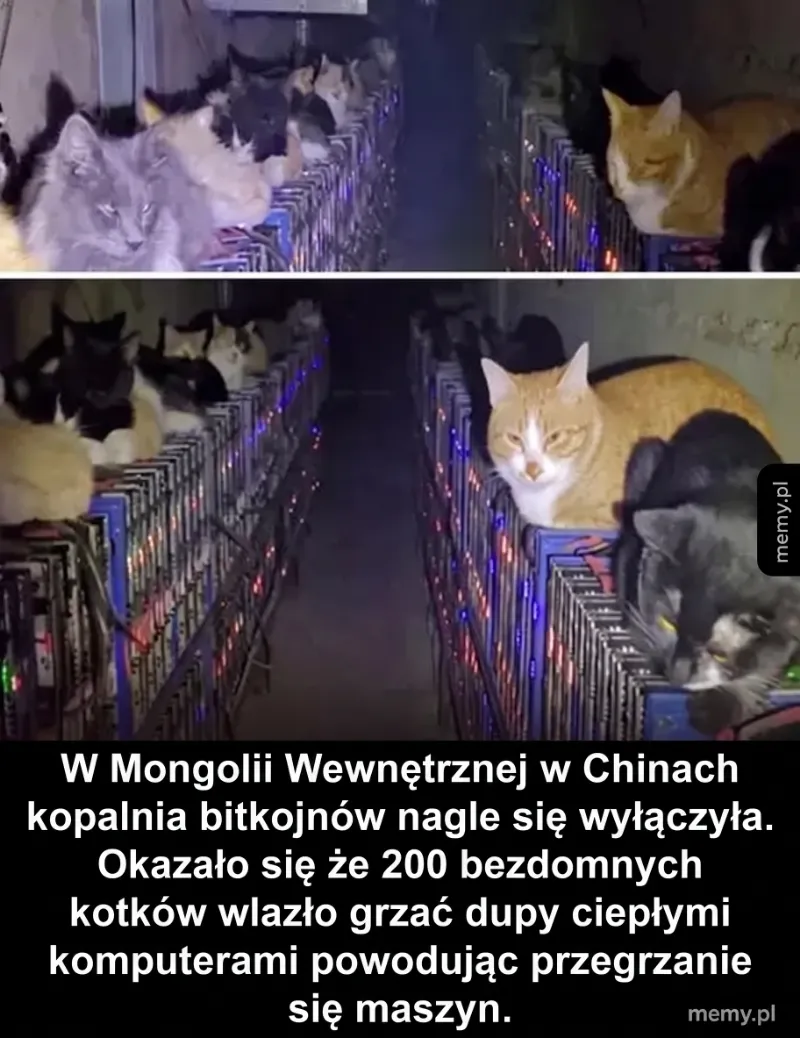 Koty siedzące na komputerach w kopalni bitcoina.