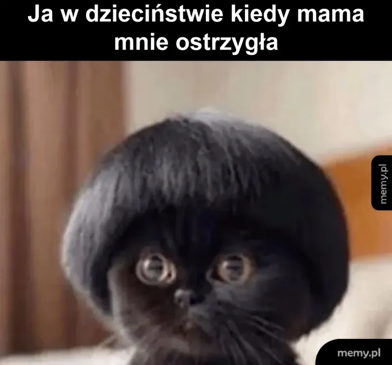 Kot z fryzurą na boba, patrzący w kamerę.