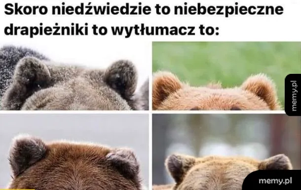 Cztery zbliżenia uszu niedźwiedzi różnych gatunków.