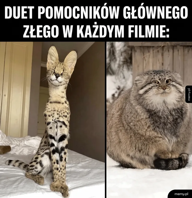 Dwa zwierzęta: smukły kot z plamkami i puszysty kot z szeroką twarzą.