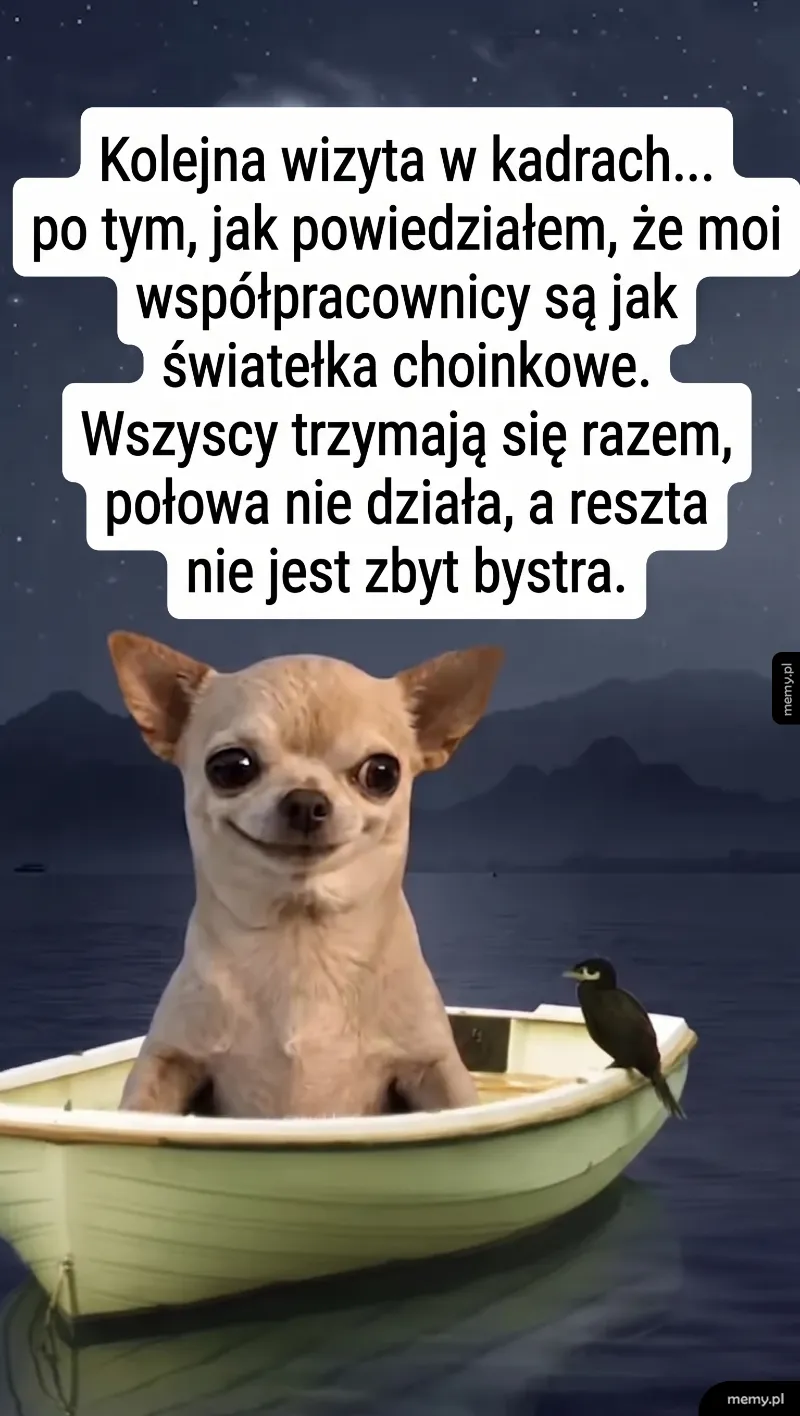 Chihuahua w łódce na wodzie z ptakiem.