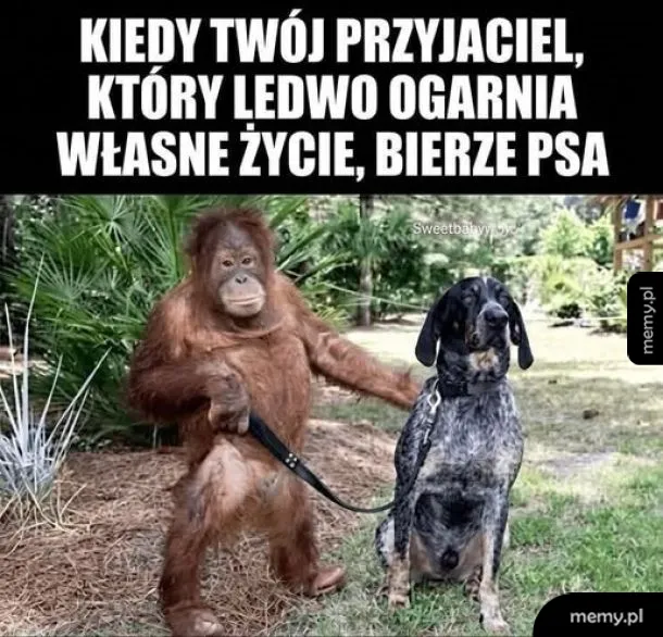 Małpa i pies na spacerze w parku.