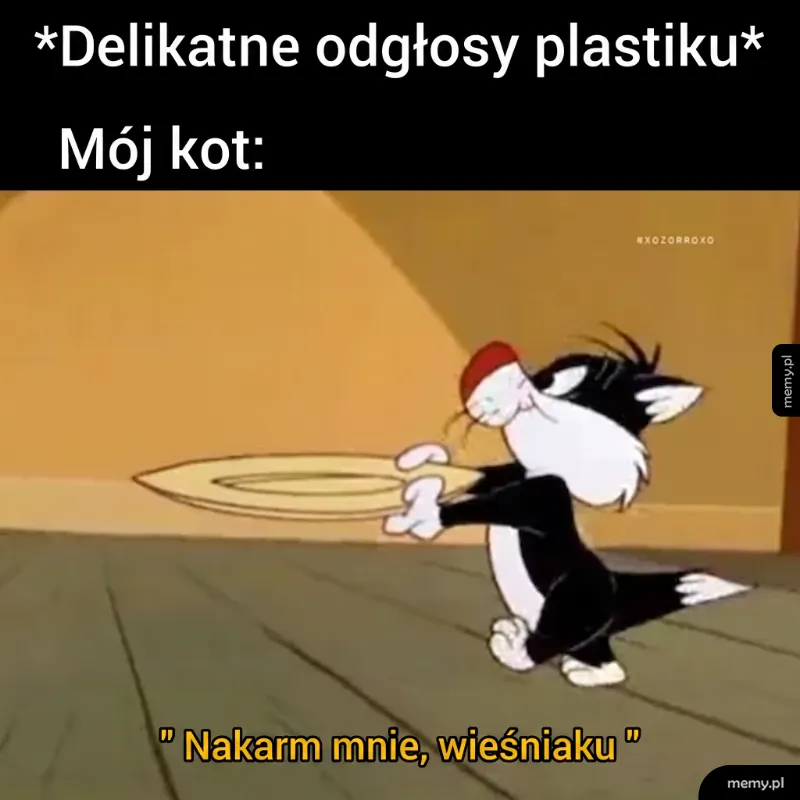 Kot trzyma talerz w pysku, wygląda na głodnego.