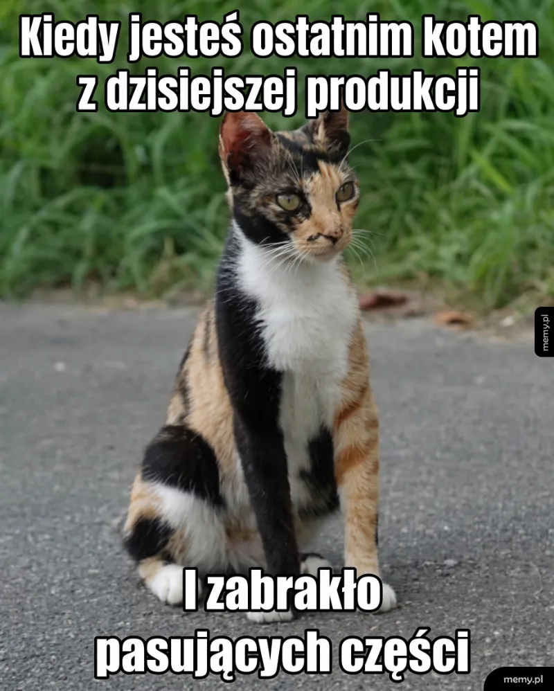 Kot trikolorowy siedzi na drodze.