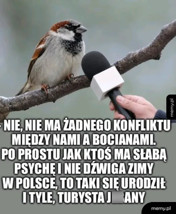 Wróbel 🦅