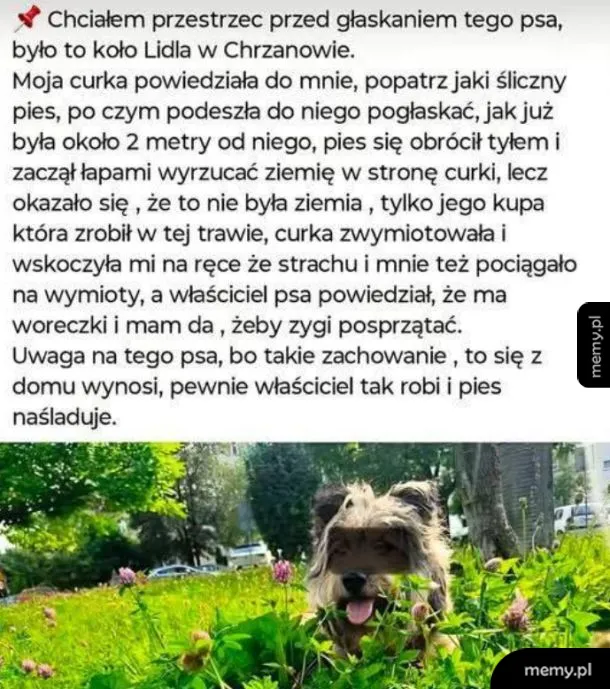 Pies na trawie w parku, otoczony zielenią.