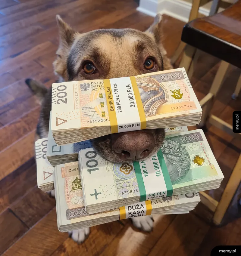 Pies trzyma w pysku stos banknotów.