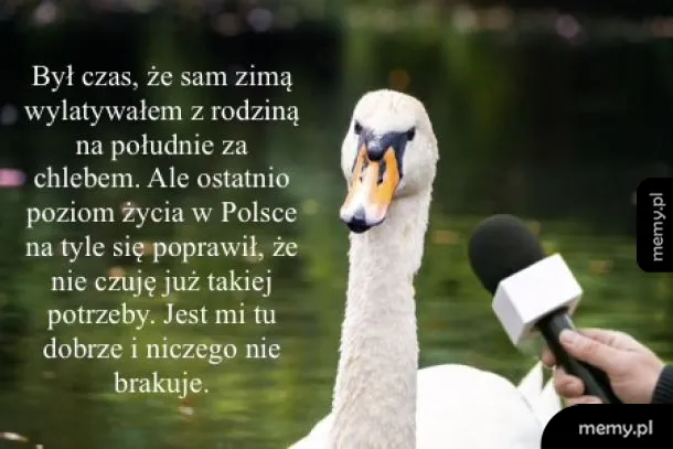 Łabędzie o Polsce 🦢