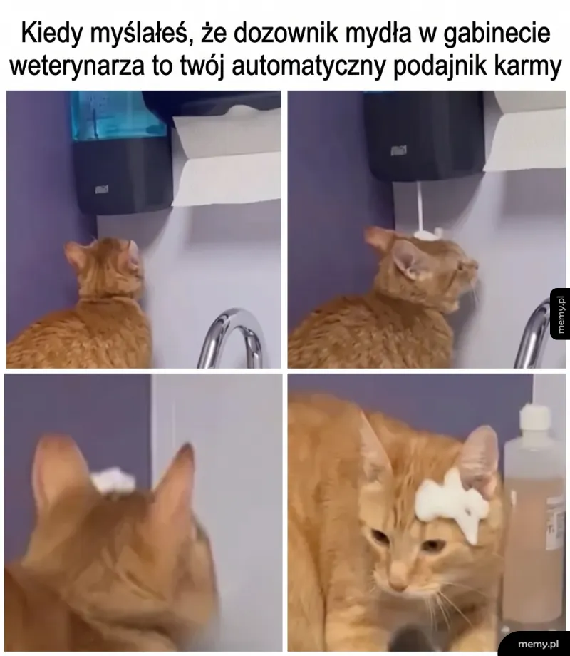 Kot z mydłem na głowie w łazience.