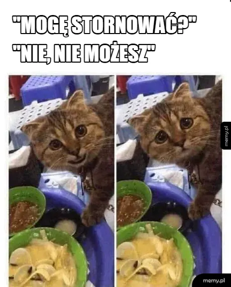 Kot z dużymi oczami przy stole z jedzeniem.