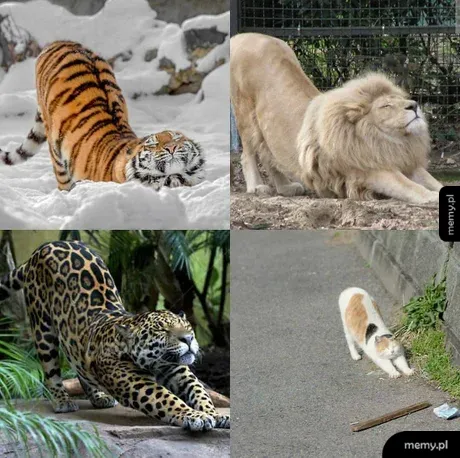 Cztery dzikie koty i domowy kot przeciągające się w identyczny sposób.