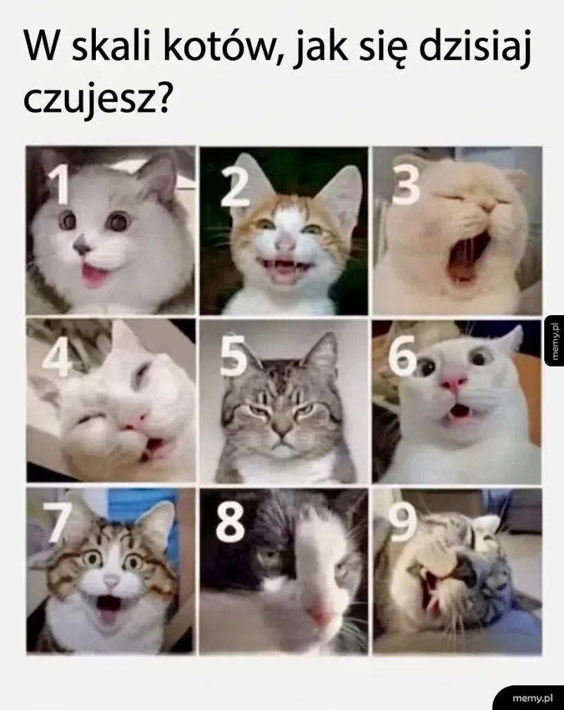 Meme przedstawiający kolaż dziewięciu kotów z różnymi minami oznaczonych cyframi od 1 do 9.