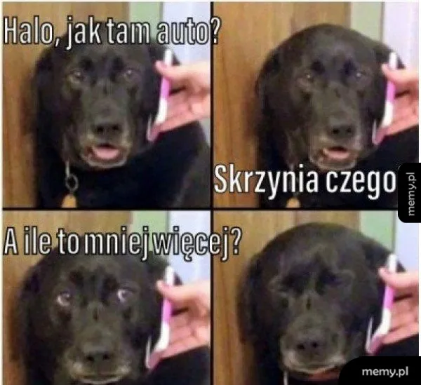 Czarny pies rozmawia przez telefon, wyrażając smutek z powodu kosztów naprawy auta.