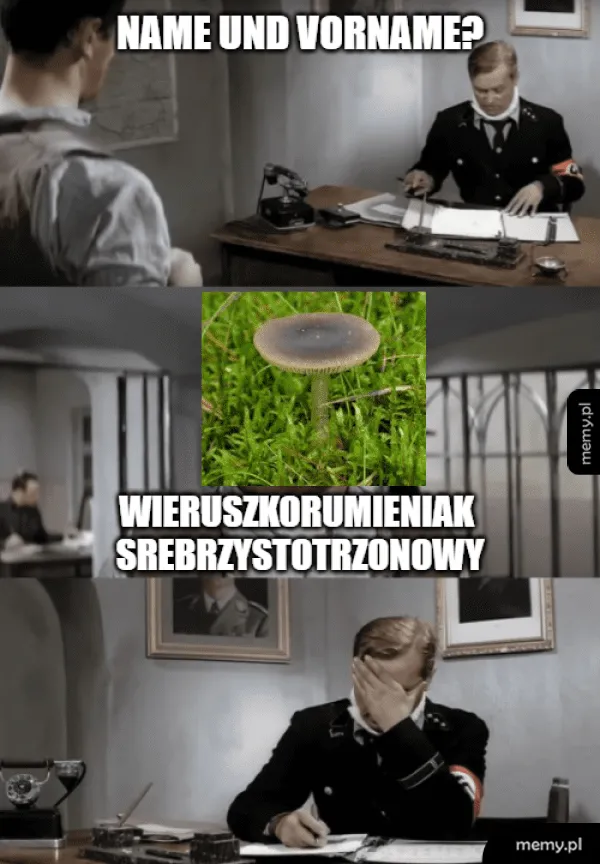 Mężczyzna w mundurze pyta o imię i nazwisko, a w odpowiedzi słyszy absurdalną nazwę grzyba.