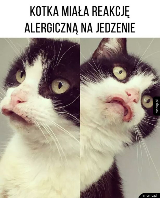 Koteł