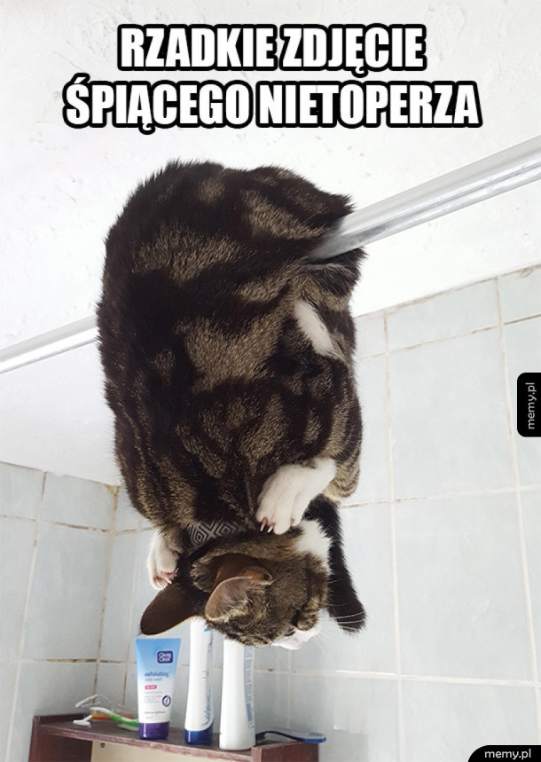 Śpiący nietoperz