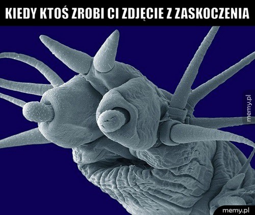 Heheszki