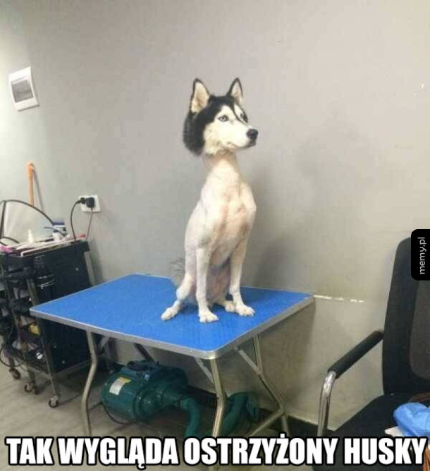 Nigdy nie strzyżcie husky!