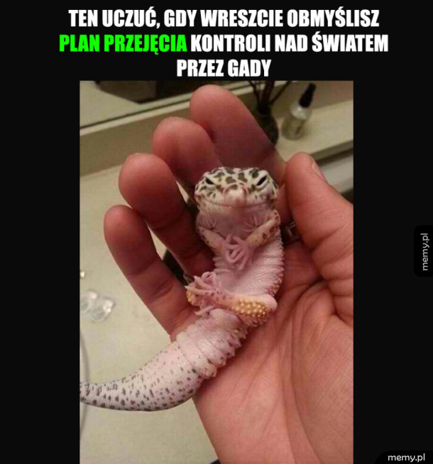 heheszki